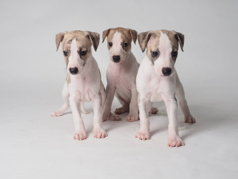 Three Whippets of  Puppies purebred with 36 days old tabby and white