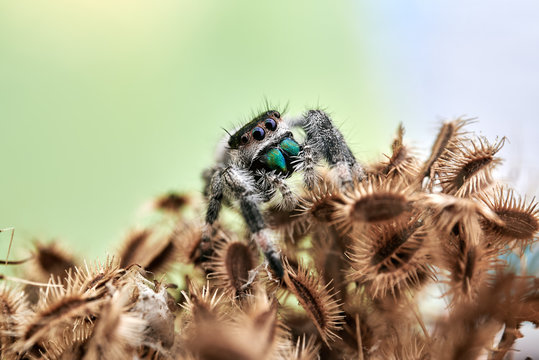 Phidippus Regius