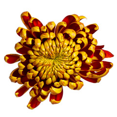 Top view of orange with red Chrysant flower. Isolated on white background.