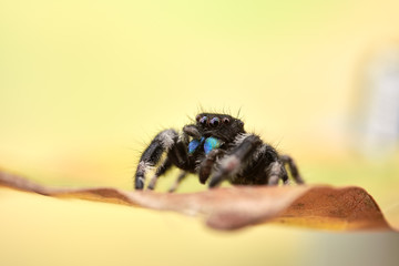 Phidippus regius