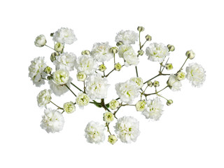 Top view of branch white gypsophilia flower. Isolated on white background