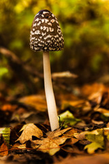 Close-up picture of mushroom and autumn leafs in forest.