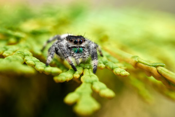 Phidippus regius