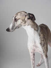 Whippet adult dog tabby and white color