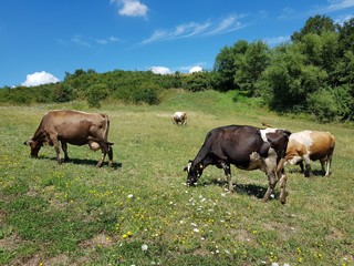 cows in field