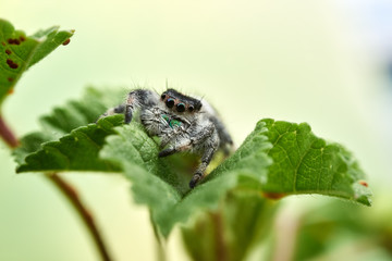 Phidippus regius