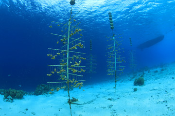 Aquaculture of corals
