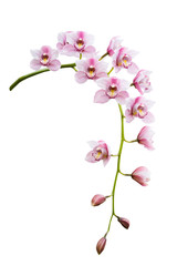 Pink orchid. Tropical flower branch isolated on white background. Clipping path saved