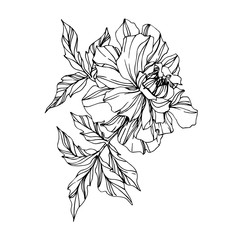 Vector Marigold floral botanical flowers. Black and white engraved ink art. Isolated tagetes illustration element.