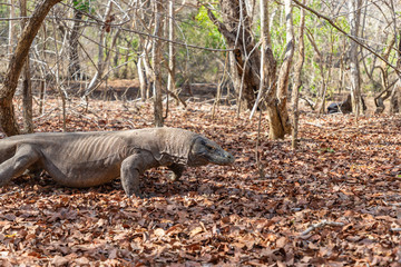 Huge Komodo dragon on Rinca Island, Indonesia