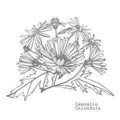 Chamomile. Collection of hand drawn flowers and plants. Botany. Set. Vintage flowers. Black and white illustration in the style of engravings.
