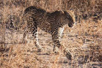 Leopard at Sabi Sands in South Africa