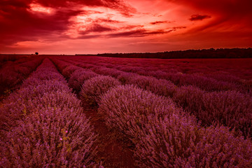 Stunning colored art view of the landscape with lavender field and sky