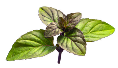 Mint leaf on a white background. Bunch of mint leaves