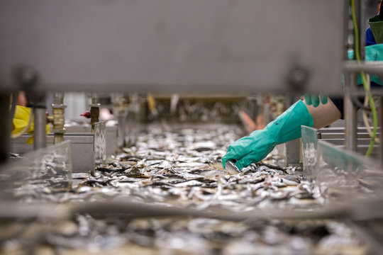 Fish Processing On The Assembly Line