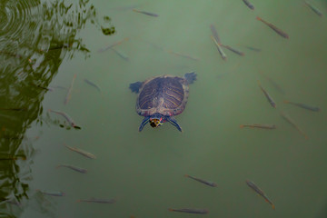 turtle is swimming in the lake