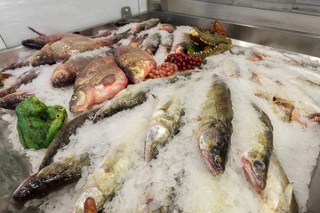 chilled fish in stores