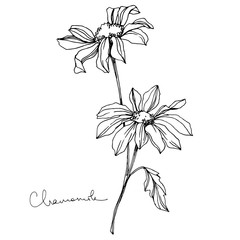 Vector Chamomile floral botanical flowers. Black and white engraved ink art. Isolated flower illustration element.