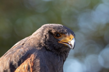 Bussard