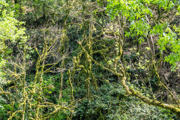 Trees overgrown with moss in a dense forest are lit by the sun.