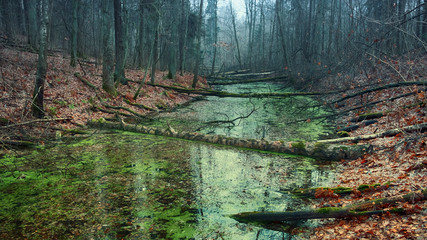 swamp in the misty forest at dawn in late fall