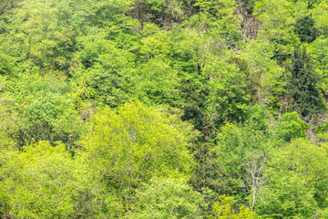 Thick green forest on the hillside. Spring colors in the mountain forest.