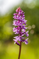 Dactylorhiza fuchsii, common spotted orchid plant. Purple blossom. Beautiful flower blooming in a natural environment.