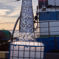 fish unloading, sprat of the ship