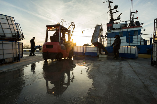 Fish Unloading, Sprat Of The Ship