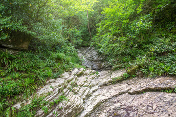 Fototapeta premium Rock from layered limestone in a green forest.
