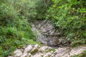 Rock from layered limestone in a green forest.
