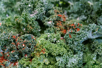 Close up of detox salad bowl. Healthy raw kale and quinoa salad with feta cheese and walnut on wooden background. Top view. Flat lay.