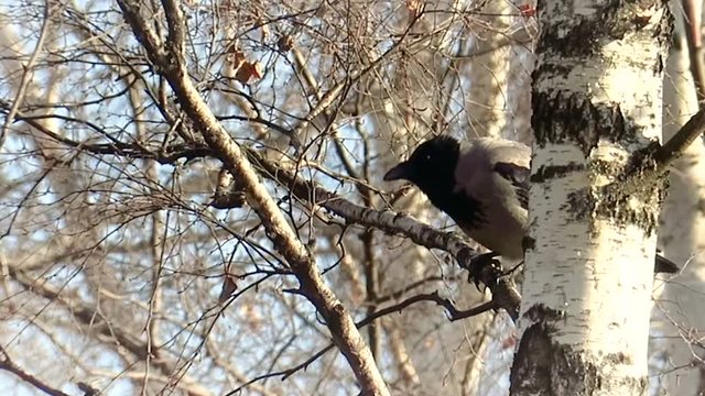 crow assessing the situation from the shelter on the birch