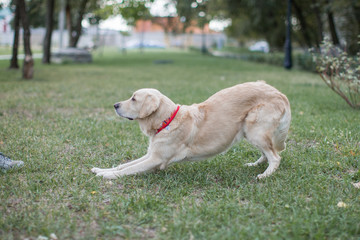 golden retriever