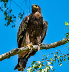 Harris's hawk, Parabuteo unicinctus, bay-winged hawk or dusky hawk