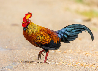 Sri Lanka Junglefowl is walking on the ground in the jungle. Sri Lanka. Yala National park