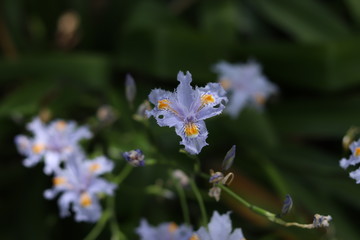 blue flower