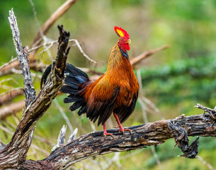 Sri Lanka Junglefowl is standing on a log in the jungle. Sri Lanka. Yala National park