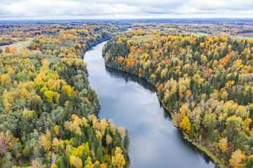 Naklejka premium Forest in autumn colors. Colored trees and a meandering blue river. Red, yellow, orange, green deciduous trees in fall. Veclaicene, Latvia, Europe