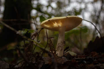 Champignon