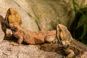 close-up of bearded dragons on a rock