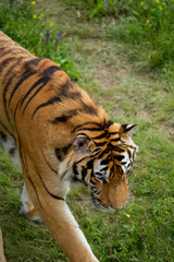 Tiger on the grass