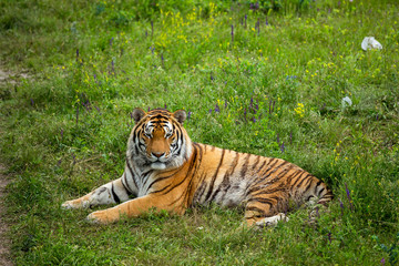 Tiger on the grass