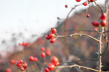 Berries of ripe wild rose growing in the steppe