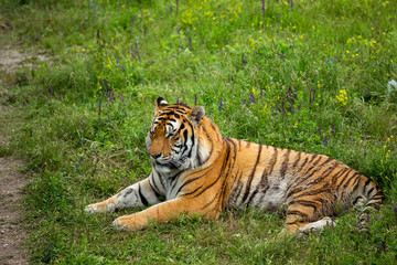 Tiger on the grass