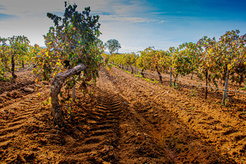 Vineyard plantation foreground. Cuellar. segovia Castile and Leon. Spain - 303642127