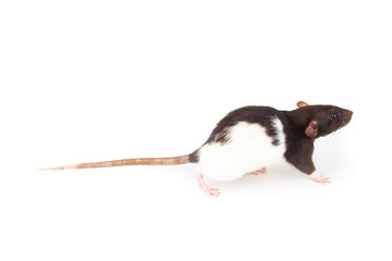 Domestic black and white rat isolated on white background