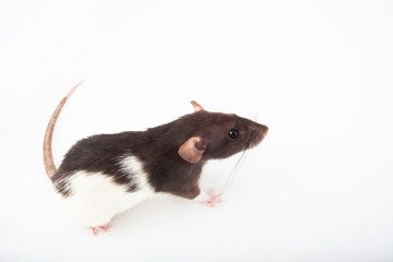 Domestic black and white rat isolated on white background