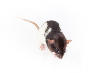 Domestic black and white rat isolated on white background
