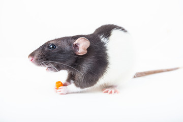 Cute domestic rat eats a piece of carrot isolated on white background